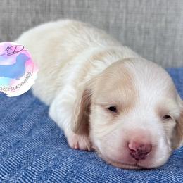 Cream Piebald Boy - Cream male Dachshund puppy in Houston, Texas from L&L 4D Dancer’s Dachshunds