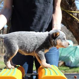 Summit - Red - Blue female Australian Cattle Dog puppy in Colbert, Oklahoma from LoveAHeeler