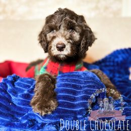 Aussiedoodle Puppies from Ridgeline Doodles