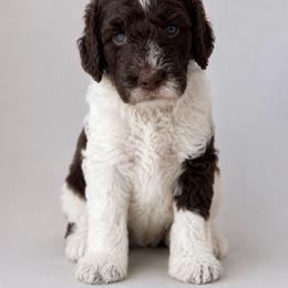 Anthony - Parti male Poodle puppy in Lecanto, Florida from Lecanto Puppy