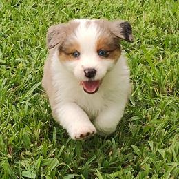 Australian Shepherds from Burning Heart Aussies