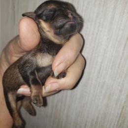 Sophie - Red female Brussels Griffon puppy in Nc, Florida from Brusseluv2
