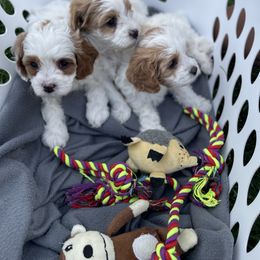 Cavapoo Puppies from Ellas.Pups