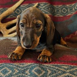 Dolly - Wild  boar and tan female Dachshund puppy in Wichita, Kansas from Rustic Dachshunds