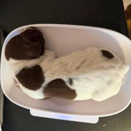 Blue Boy - Liver and white male German Shorthaired Pointer puppy in Dallas, Georgia from Deep Woods Kennels