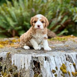 Bruno (Blue Collar) - Red male Bernedoodle puppy in Stanwood, Washington from Butter Cup Pups and Paws