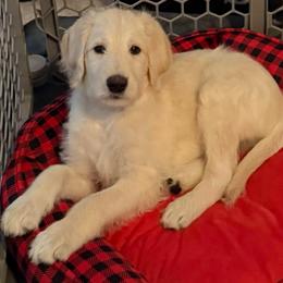 (Sold) Ghost - Black Collar - Cream male Assorted Doodle Crosses puppy in Norfolk, Virginia from Móraí’s Doodles