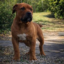 ASUNA - Red female Boerboel puppy in Pennsylvania from Cold River Boerboels