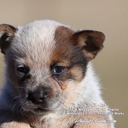 Charlie Girl 2 - Red speckled female Australian Cattle Dog puppy in Point, Texas from Lakylu Kennels