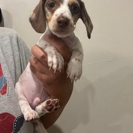 Scout - Dapple male Dachshund puppy in South Willard, Utah from Doxies in the Sun