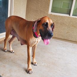 Maple - Great Dane
