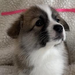 Pink Girl - Red female Pembroke Welsh Corgi puppy in Thompsonville, Michigan from Braidwood Corgis