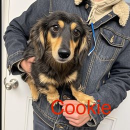 Cookie - Dachshund