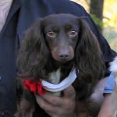 ELLI - Dachshund
