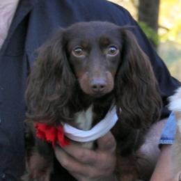 ELLI - Dachshund