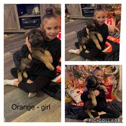 German Shepherd Puppies from Georgene German Shepherds