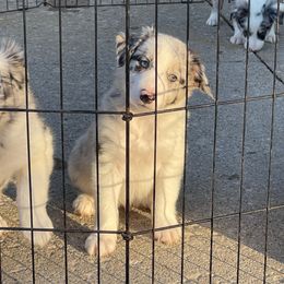 Aspen - Blue merle male Border Collie puppy in Grover Hill, Ohio from Heritage Border Collies