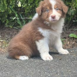 Bacon - Red tri-color male Australian Shepherd puppy in Chehalis, Washington from Wandering Acres Ranch
