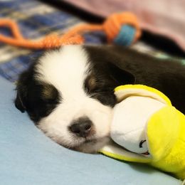 Miniature Australian Shepherds from Fairview Miniature Australian Shepherds