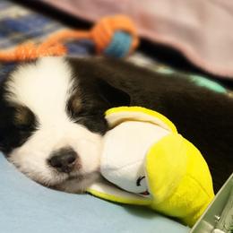Miniature Australian Shepherds from Fairview Miniature Australian Shepherds