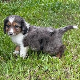 Bear - Blue merle male Aussiedoodle puppy in Ambrose, Georgia from Brandilyn's Aussies