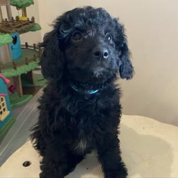 Spruce - Black male Goldendoodle puppy in Eaton, Ohio from Dezi’s Sonshine Doodles