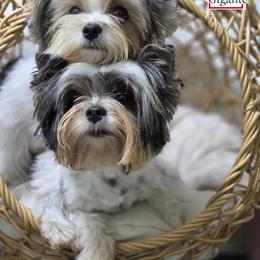 Biewer Terrier puppies from Corazon de gigante