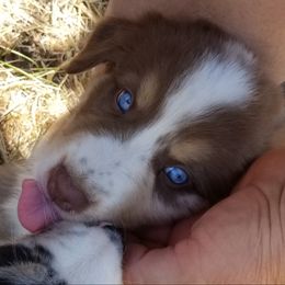 Australian Shepherd Puppies from Sassy Australian Shepherds