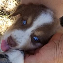Australian Shepherd Puppies from Sassy Australian Shepherds