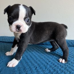 Boston Terriers from Tiny Patch Farms