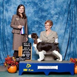 English Springer Spaniels from Millspring Kennel