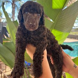 Comet-Boy 3 - Brown male Poodle puppy in Calimesa, California from Teakwood Poodles of SoCal