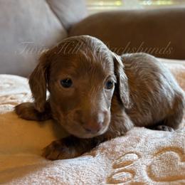 Daisy - Fawn (Isabella) female Dachshund puppy in Jonesboro, Illinois from Twin Hills Dachshunds