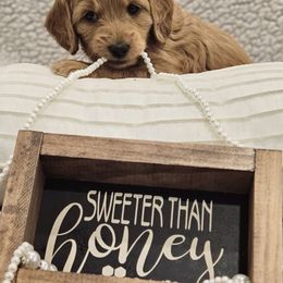 Goldendoodle Puppies from Pemberley Puppies