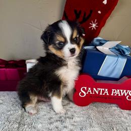 Chris Cringle - Black tri male Toy Australian Shepherd puppy in Tonasket, Washington from V5 Aussies