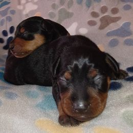 OLIVER - Black and tan male Miniature Pinscher puppy in Cincinnati, Ohio from ALL AMERICAN K9 LLC