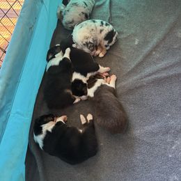 Girl 4 - Black tri-color female Australian Shepherd puppy in Lancaster, California from Leyline Australian Shepherds