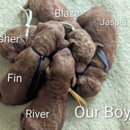 River (Yellow collar) - Red  male Goldendoodle puppy in Citrus Heights, California from Grandpaw's Golden Doodles