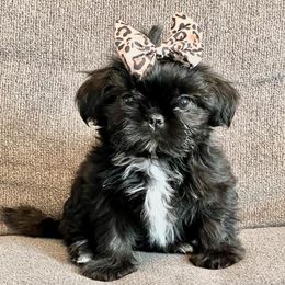 Shih Tzus from Willow Creek Kennels