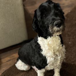 Cleo - Portuguese Water Dog