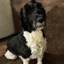 Cleo - Portuguese Water Dog