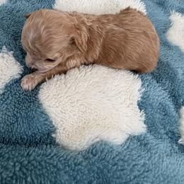 Peanut (reserved) - Red male Maltipoo puppy in Fredericktown, Missouri from Doodle Pups Fur-Ever