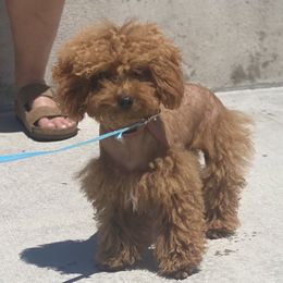 Red - Red  Poodle puppy in Taylorsville, North Carolina from SilverLining highlands and hounds