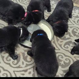 Black Newfoundland Male 2 - Black male Newfoundland puppy in Burfordville, Missouri from Umfleet Farms