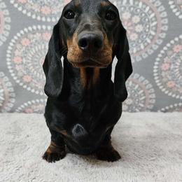 Envy - Dachshund