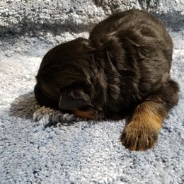 German Shepherd Puppies from von Bauernhöfe Bedard