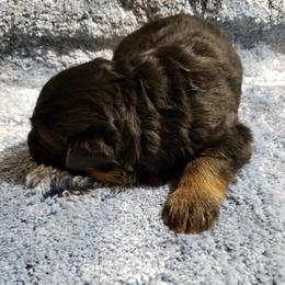 German Shepherd Puppies from von Bauernhöfe Bedard