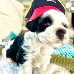 Duke - Parti male Miniature Schnauzer puppy in Deltona, Florida from LIZ FANCY SCHNAUZERS