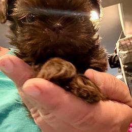 Twixy - Liver female Shorkie puppy in Idaho from Little Rascal Ranch