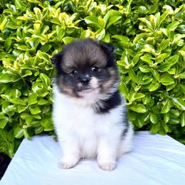 Wolf sable Parti boy - Wolf sable male Pomeranian puppy in Princeton, New Jersey from PureLove Poms.